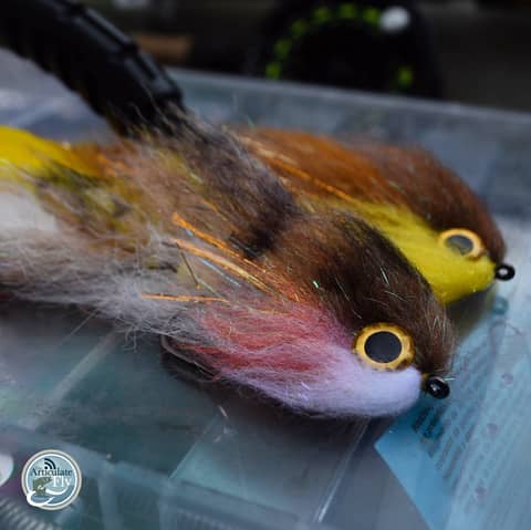 S3, Ep 175: Southwest VA Fishing Report with Matt Reilly