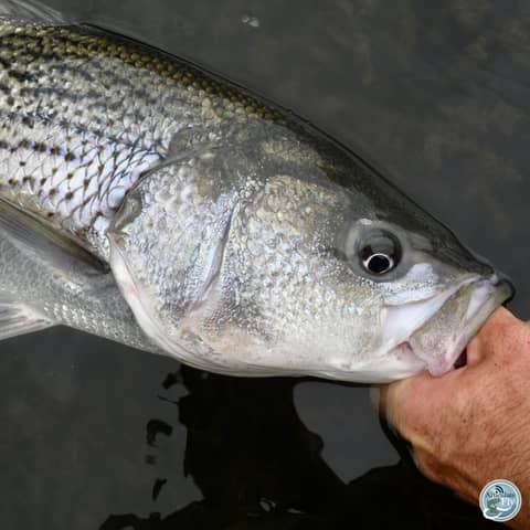 S5, Ep 128: Southwest Virginia Fishing Report with Matt Reilly