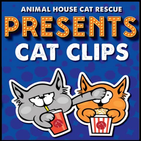 Cat Clips: A Competition in Cuteness!