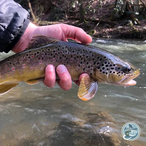 S3, Ep 179: Central PA Fishing Report with TCO Fly Shop
