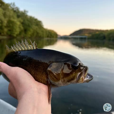 S6, Ep 126: Fall Smallmouth Tactics with Brendan Ruch: Low and Slow Strategies