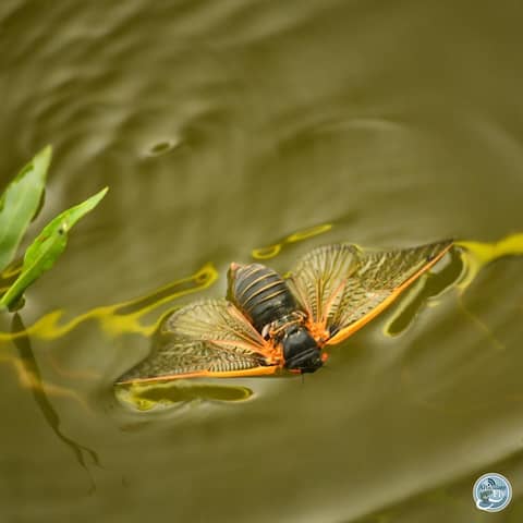 S6, Ep 56: Road Warrior: Matt Reilly on Cicadas, Smallmouth and Fishing the Rain