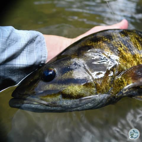 S4, Ep 87: Southwest VA Fishing Report with Matt Reilly