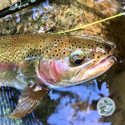 S2, Ep 123: Southwest VA Fishing Report with Matt Reilly