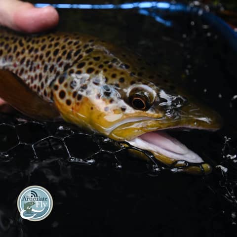 S2, Ep 158: Southwest VA Fishing Report with Matt Reilly