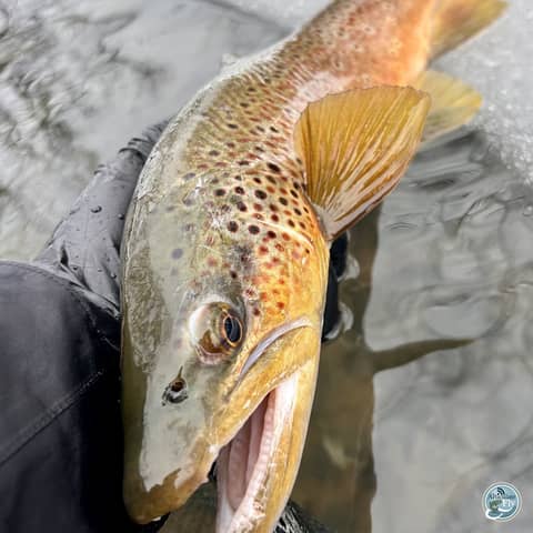 S8, Ep 11: Snow Melt and Spring Awakening: Central PA Fishing Report with George Costa