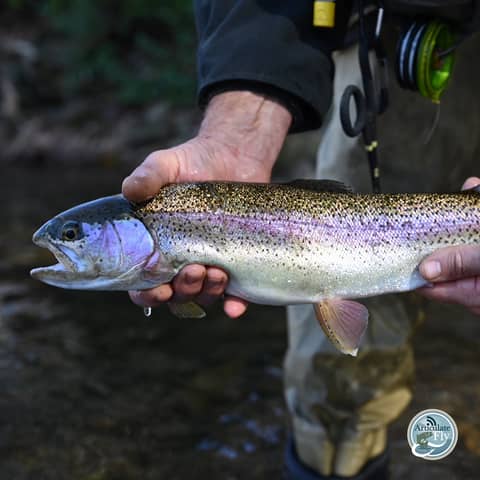 S3, Ep 162: Central VA Fishing Report with TaleTellers Fly Shop