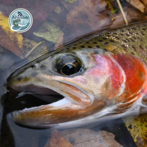 S2, Ep 144: Southwest VA Fishing Report with Matt Reilly