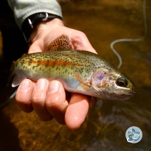 S3, Ep 99: Southwest VA Fishing Report with Matt Reilly