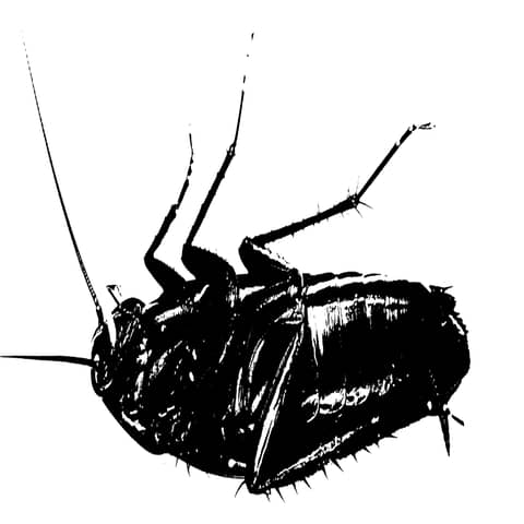 The Metamorphosis: A Dark and Twisted Allegory