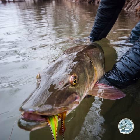 S3, Ep 154: Southwest VA Fishing Report with Matt Reilly