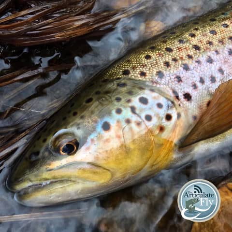 S3, Ep 33: Southwest VA Fishing Report with Matt Reilly