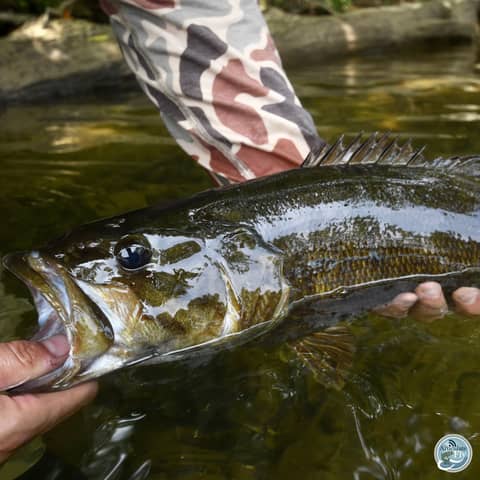 S5, Ep 104: SWVA Fishing Report with Matt Reilly