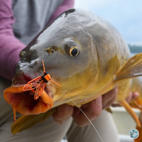 S7, Ep 56: Low Water, Big Fish: Early Summer Tactics with Matt Reilly