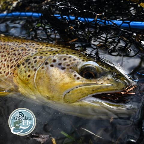 S2, Ep 151: Southwest VA Fishing Report with Matt Reilly