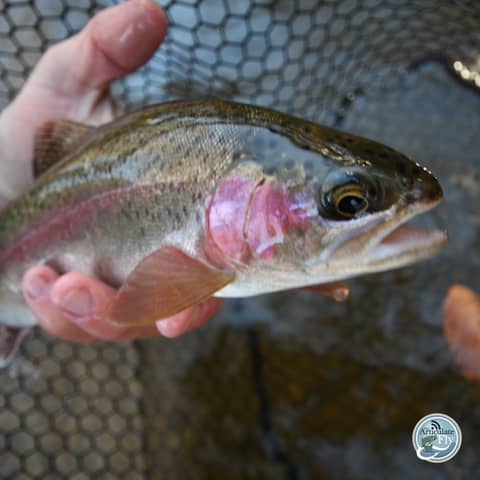 S4, Ep 8: Southwest VA Fishing Report with Matt Reilly