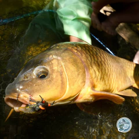 S3, Ep 94: Southwest VA Fishing Report with Matt Reilly