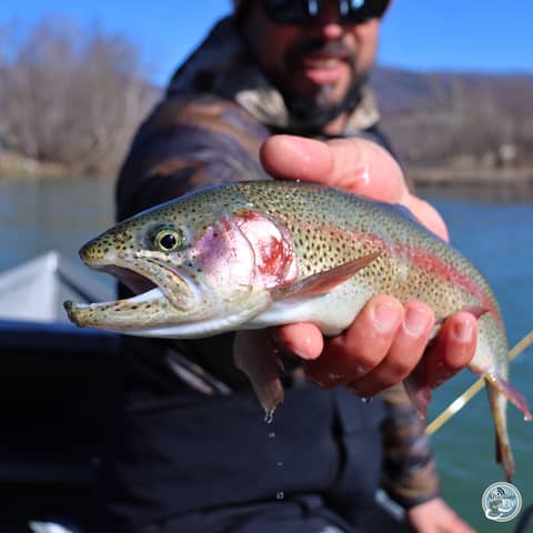S7, Ep 22: Spring Awakening: East Tennessee Fishing with Ellis Ward