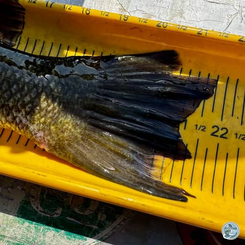 S8, Ep 23: Low Water Chronicles: Matt Reilly on Pre-Spawn Smallmouth Strategies and Seasonal Shifts