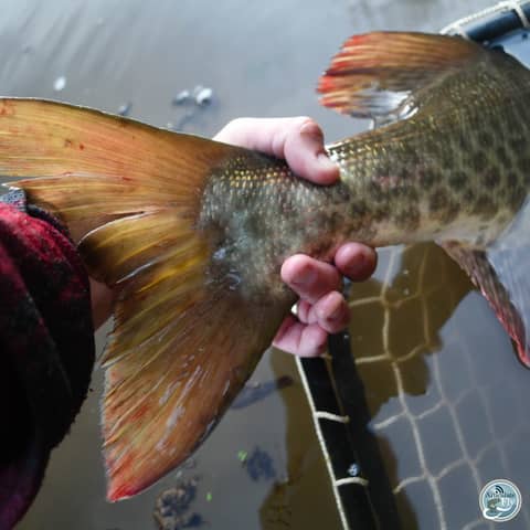 S4, Ep 133: Southwest VA Fishing Report with Matt Reilly