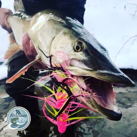 S3, Ep 7: Southwest VA Fishing Report with Matt Reilly