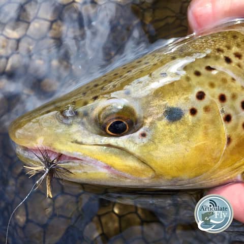 S3, Ep 41: Southwest VA Fishing Report with Matt Reilly