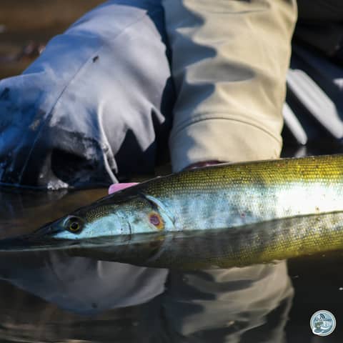 S6, Ep 15: Southwest Virginia Fishing Report with Matt Reilly