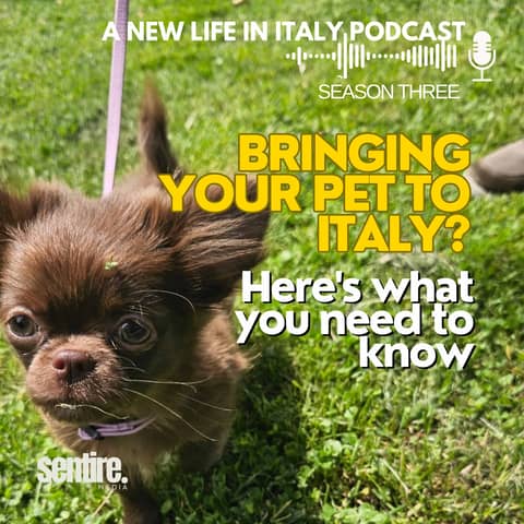 Bringing Your Pet to Italy? Here’s What You Need to Know