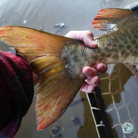 S4, Ep 3: Southwest VA Fishing Report with Matt Reilly