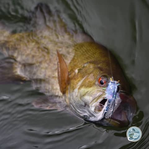 S4, Ep 50: Southwest VA Fishing Report with Matt Reilly