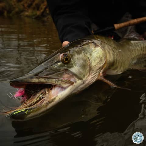 S5, Ep 12: Southwest VA Fishing Report with Matt Reilly