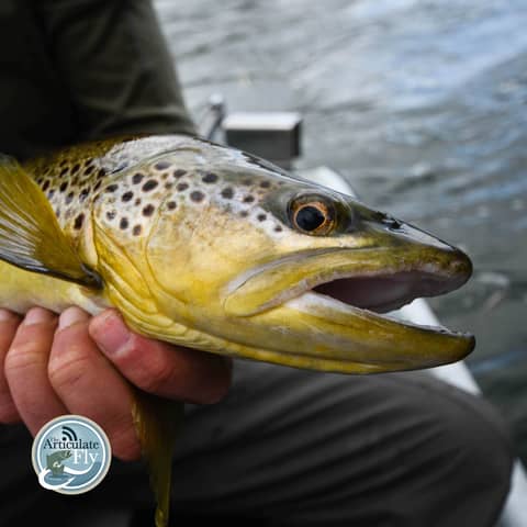 S3, Ep 49: Southwest VA Fishing Report with Matt Reilly