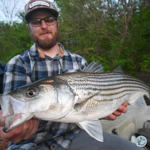 S7, Ep 37: Cicadas, Stripers and Smallmouth: A Spring Fishing Update with Matt Reilly