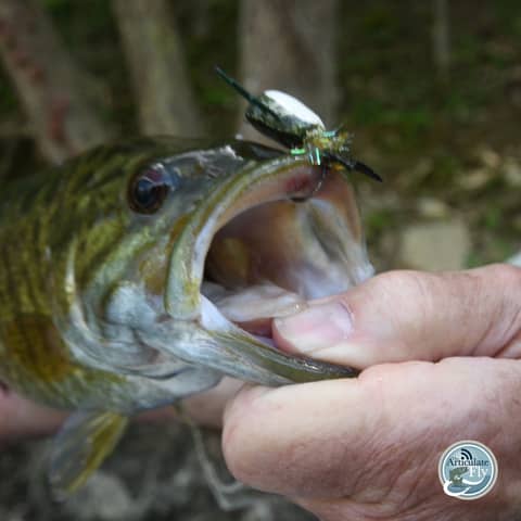 S3, Ep 76: Southwest VA Fishing Report with Matt Reilly