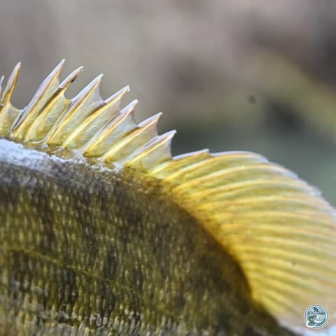 S8, Ep 16: The Seasonal Shift: Matt Reilly Discusses Spring Fishing Strategies in Southwest Virginia