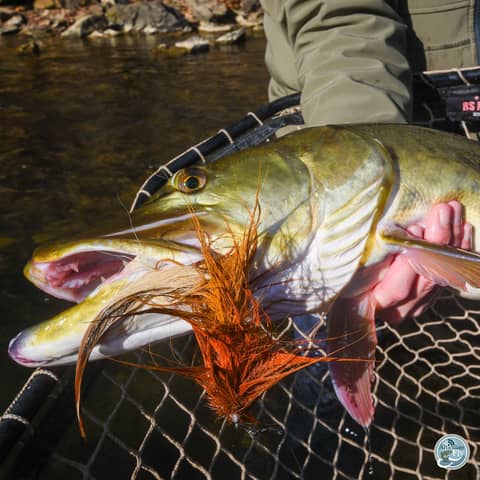 S7, Ep 99: Winter's Approach: Matt Reilly's Tips for Catching Musky in Low Water