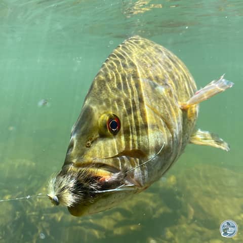 S7, Ep 26: Pre-Spawn Pursuits with The Chocklett Factory