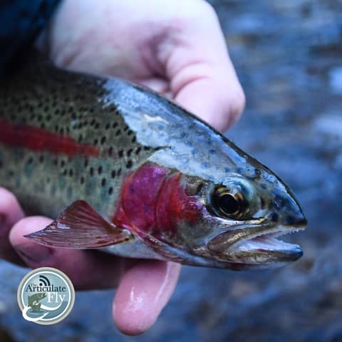 S3, Ep 24: Southwest VA Fishing Report with Matt Reilly