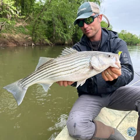 S6, Ep 45: Matt Reilly's Post-Spawn Smallmouth Strategies and Topwater Tips