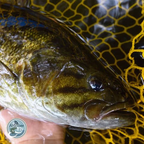 S3, Ep 123: Southwest VA Fishing Report with Matt Reilly