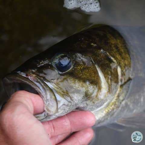 S4, Ep 73: Southwest VA Fishing Report with Matt Reilly
