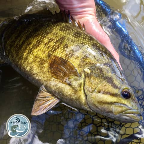 S3, Ep 55: Southwest VA Fishing Report with Matt Reilly