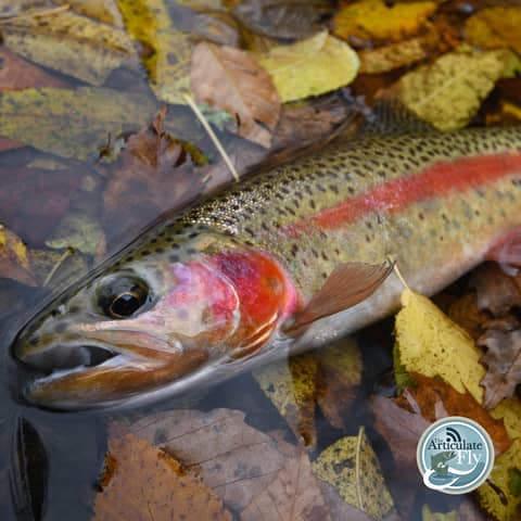 S2, Ep 137: Southwest VA Fishing Report with Matt Reilly