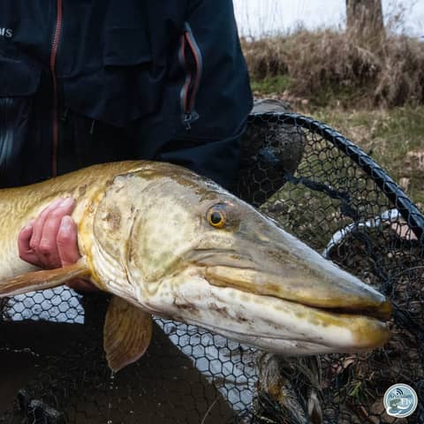 S4, Ep 146: Southwest VA Fishing Report with Matt Reilly