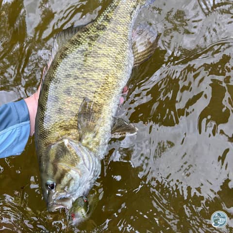 S7, Ep 58: Tackle Talk: Essential Fly Lines for Smallmouth Success with Brendan Ruch
