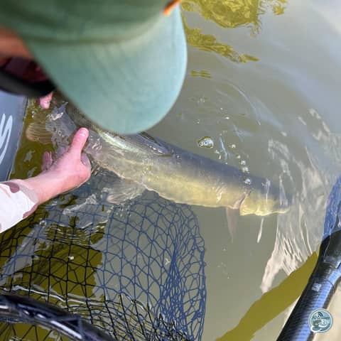 S7, Ep 83: From Guiding to Marketing: Brendan Ruch on Fishing and Adulting