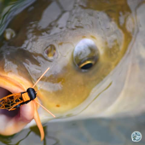 S7, Ep 47: Cicada Chronicles: Navigating the Buzz and Bites of Southwest Virginia with Matt Reilly