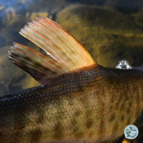 S4, Ep 15: Southwest VA Fishing Report with Matt Reilly