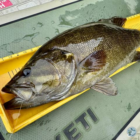 S7, Ep 82: The Art of Stealth: Catching Big Smallmouth in Low Water Conditions with Matt Reilly