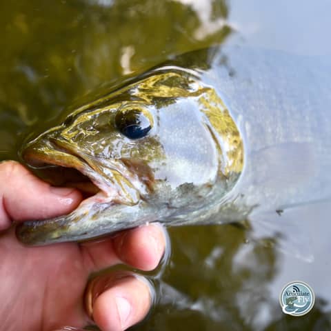 S3, Ep 147: Southwest VA Fishing Report with Matt Reilly